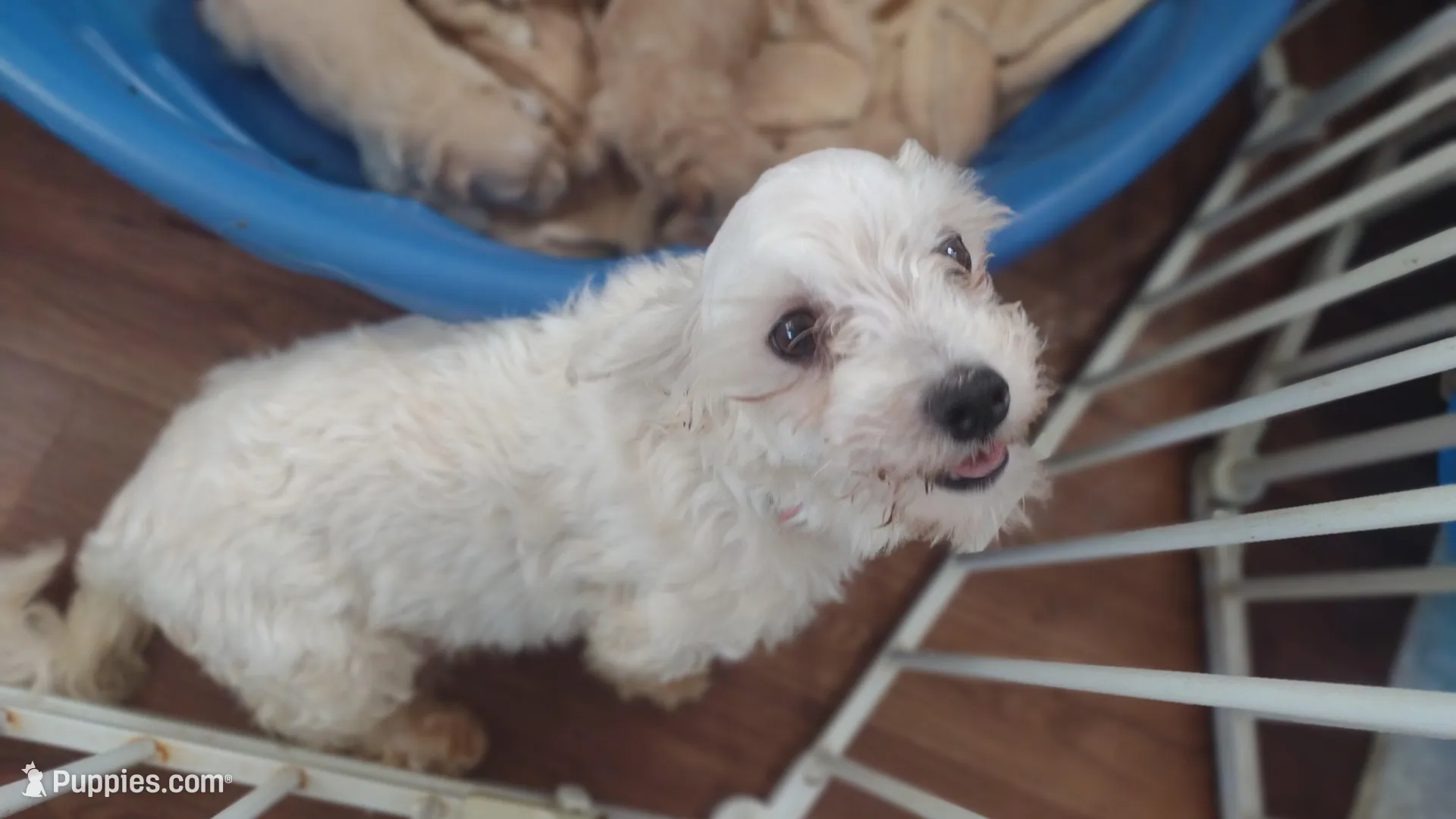 Red Paisley, a female Maltipoo and Poodle - Toy  for sale in Lebanon, MO – Photo 6 of 6