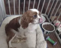 Pam, a female Cavalier King Charles Spaniel for sale in Lebanon, MO – 6 of 6