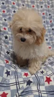 Lime green  Landon , a male Maltipoo and Poodle - Toy  for sale in Lebanon, MO – 2 of 10