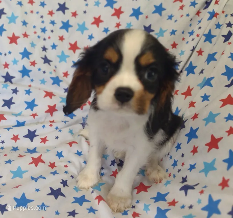 Pam – Cavalier King Charles Spaniel puppy for sale in Lebanon, MO