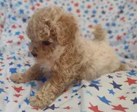 Purple, a female Maltipoo and Poodle - Toy  for sale in Lebanon, MO – Photo 5 of 7