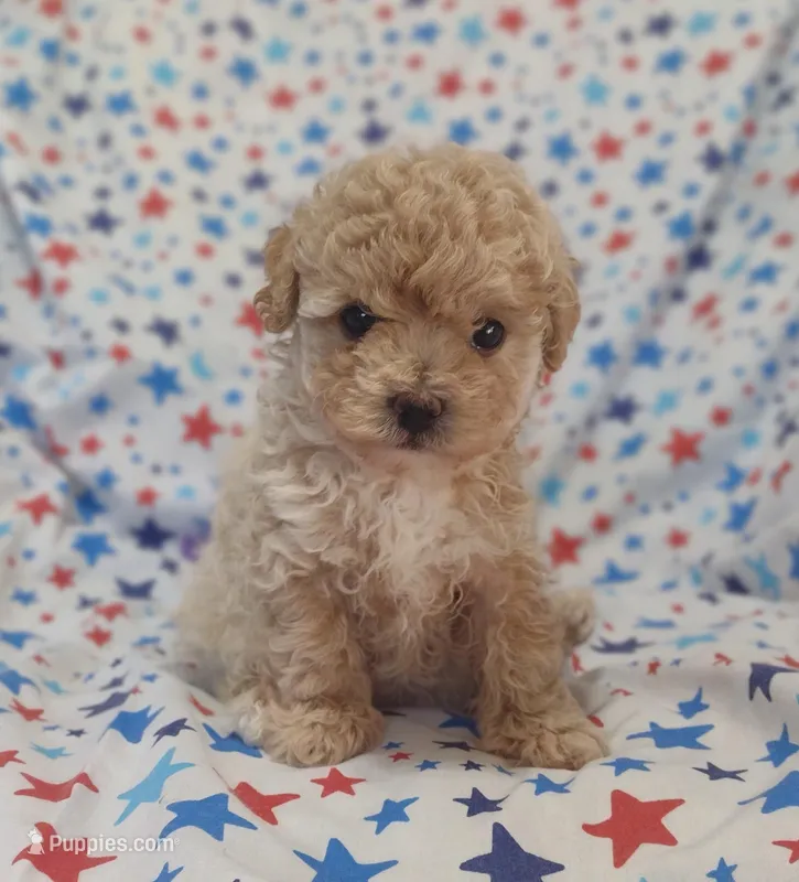 Purple – Maltipoo, Poodle - Toy  puppy on hold in Lebanon, MO