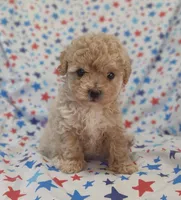 Purple, a female Maltipoo and Poodle - Toy  for sale in Lebanon, MO – Photo 1 of 7