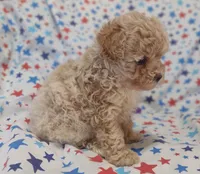Purple, a female Maltipoo and Poodle - Toy  for sale in Lebanon, MO – Photo 3 of 7