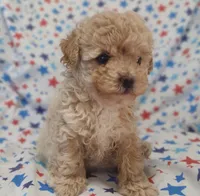 Purple, a female Maltipoo and Poodle - Toy  for sale in Lebanon, MO – Photo 2 of 7