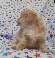 Purple, a female Maltipoo and Poodle - Toy  for sale in Lebanon, MO – Photo 4 of 7