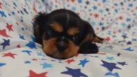 Libby , a female Cavalier King Charles Spaniel for sale in Lebanon, MO – 5 of 5