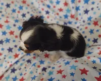 Pam, a female Cavalier King Charles Spaniel for sale in Lebanon, MO – 3 of 6
