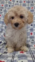 Penny, a female Maltipoo and Poodle - Toy  for sale in Lebanon, MO – 7 of 10