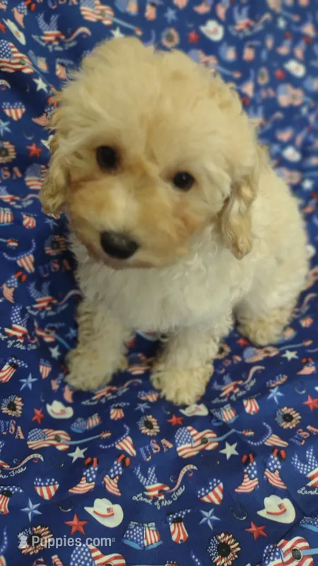 Penny – Maltipoo, Poodle - Toy  puppy for sale in Lebanon, MO