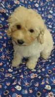 Penny, a female Maltipoo and Poodle - Toy  for sale in Lebanon, MO – 1 of 10
