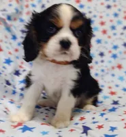 Brown , a male Cavalier King Charles Spaniel for sale in Lebanon, MO – 1 of 4