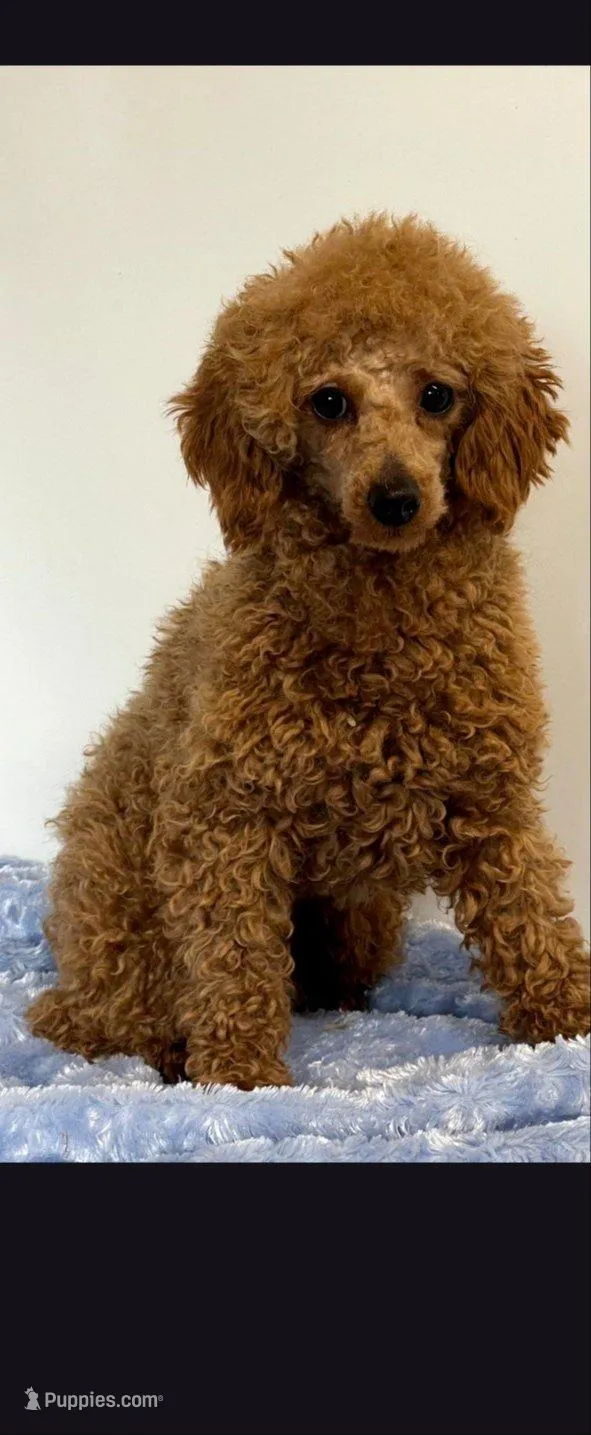 Red Paisley, a female Maltipoo and Poodle - Toy  for sale in Lebanon, MO – Photo 5 of 6