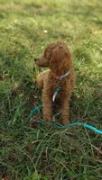 Tim, a male Poodle - Toy  for sale in Lebanon, MO – Photo 5 of 8