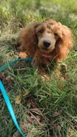 Tim, a male Poodle - Toy  for sale in Lebanon, MO – Photo 6 of 8