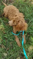 Tim, a male Poodle - Toy  for sale in Lebanon, MO – Photo 2 of 8
