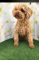 Tim, a male Poodle - Toy  for sale in Lebanon, MO – Photo 8 of 8