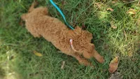 Tim, a male Poodle - Toy  for sale in Lebanon, MO – Photo 4 of 8