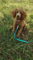 Tim, a male Poodle - Toy  for sale in Lebanon, MO – Photo 3 of 8
