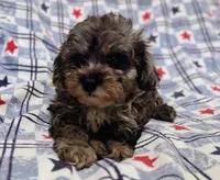 Blue boy, a male Maltipoo and Poodle - Toy  for sale in Lebanon, MO – 3 of 9