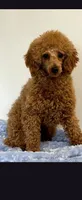 Red, a male Maltipoo and Poodle - Toy  for sale in Lebanon, MO – Photo 6 of 7