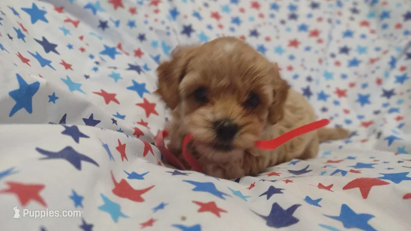 Red – Maltipoo, Poodle - Toy  puppy for sale in Lebanon, MO
