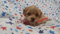Red, a male Maltipoo and Poodle - Toy  for sale in Lebanon, MO – Photo 1 of 7