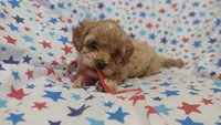Red, a male Maltipoo and Poodle - Toy  for sale in Lebanon, MO – Photo 2 of 7