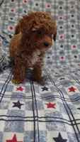 Pam, a female Maltipoo and Poodle - Toy  for sale in Lebanon, MO – 3 of 10
