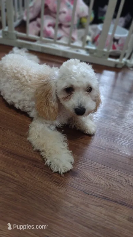 Lime green  Landon  – Maltipoo, Poodle - Toy  puppy for sale in Lebanon, MO