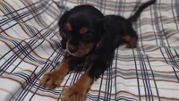 David , a male Cavalier King Charles Spaniel for sale in Lebanon, MO – 2 of 6