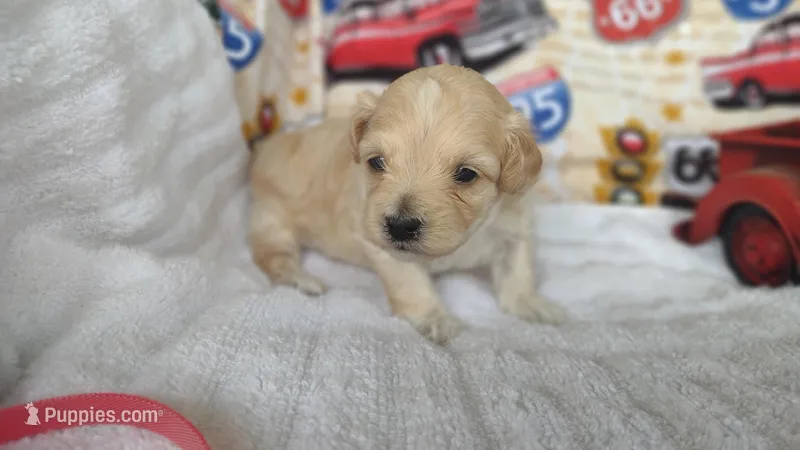 Red Paisley – Maltipoo, Poodle - Toy  puppy for sale in Lebanon, MO