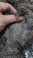 Blue boy, a male Maltipoo and Poodle - Toy  for sale in Lebanon, MO – 8 of 9