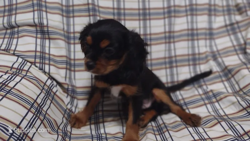 David  – Cavalier King Charles Spaniel puppy for sale in Lebanon, MO