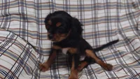 David , a male Cavalier King Charles Spaniel for sale in Lebanon, MO – 1 of 6