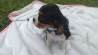 Martin , a male Cavalier King Charles Spaniel for sale in Lebanon, MO – 6 of 6