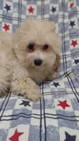Lime green  Landon , a male Maltipoo and Poodle - Toy  for sale in Lebanon, MO – 3 of 10