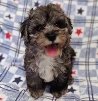 Blue boy, a male Maltipoo and Poodle - Toy  for sale in Lebanon, MO – 2 of 9
