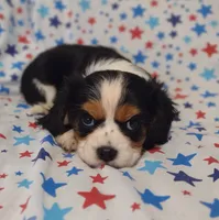 Brown , a male Cavalier King Charles Spaniel for sale in Lebanon, MO – 3 of 4