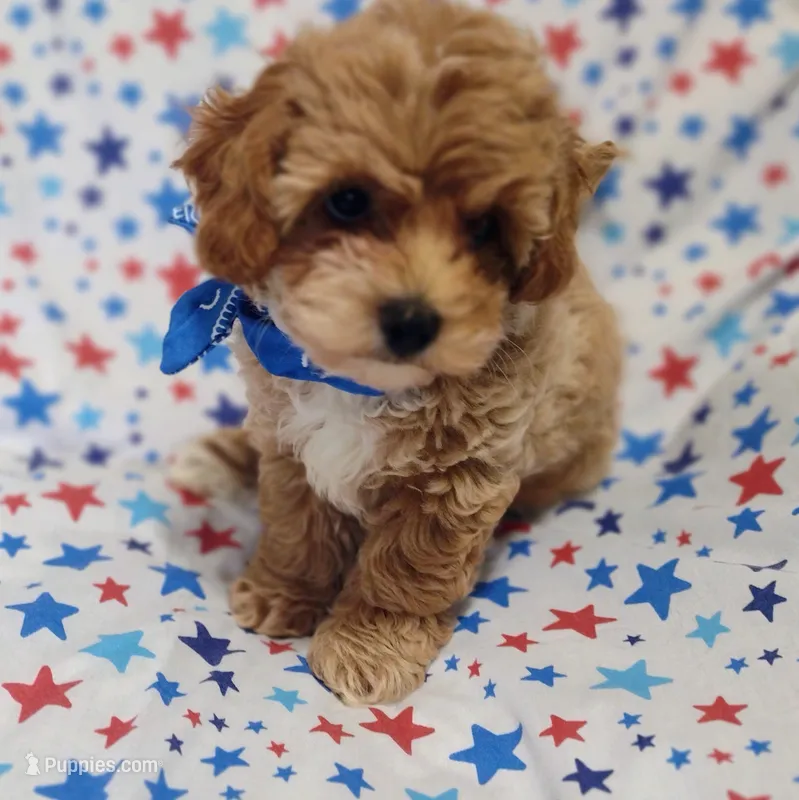 Red Lincoln(London) – Maltipoo, Poodle - Toy  puppy for sale in Lebanon, MO