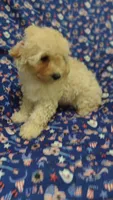 Penny, a female Maltipoo and Poodle - Toy  for sale in Lebanon, MO – 3 of 10