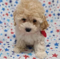 Lime green  Landon, a female Maltipoo and Poodle - Toy  for sale in Lebanon, MO – 3 of 10