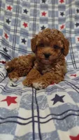 Pam, a female Maltipoo and Poodle - Toy  for sale in Lebanon, MO – 1 of 10