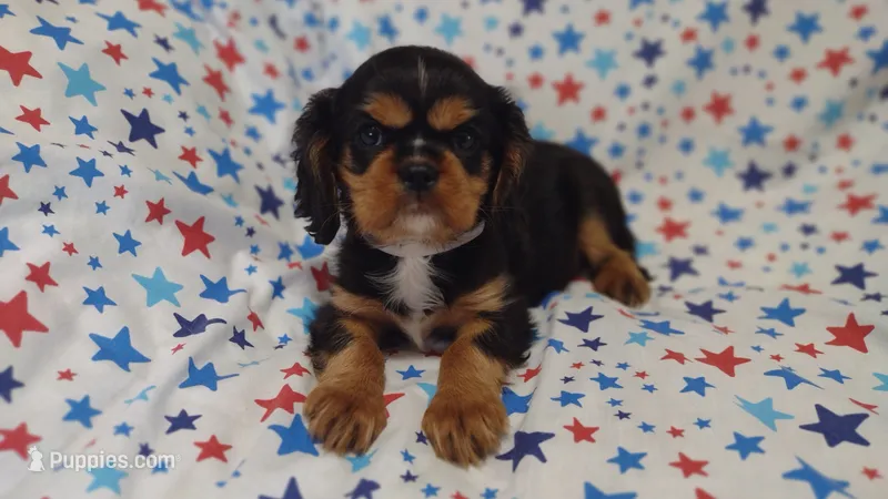 Libby  – Cavalier King Charles Spaniel puppy for sale in Lebanon, MO