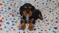 Libby , a female Cavalier King Charles Spaniel for sale in Lebanon, MO – 1 of 5