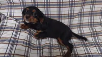 David , a male Cavalier King Charles Spaniel for sale in Lebanon, MO – 5 of 6