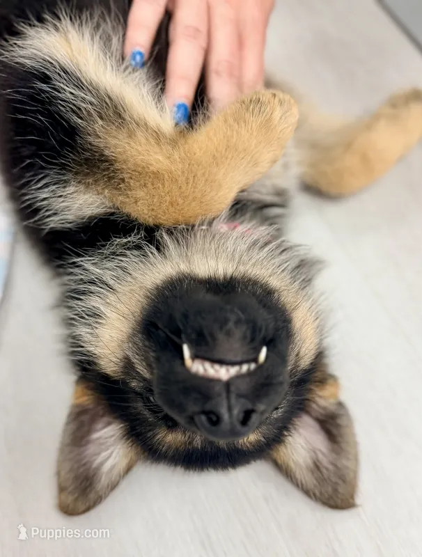 Roxy – German Shepherd Dog puppy for sale in Waycross, GA