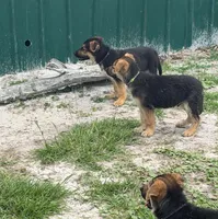 Turbo, a male German Shepherd Dog for sale in Waycross, GA – 3 of 9