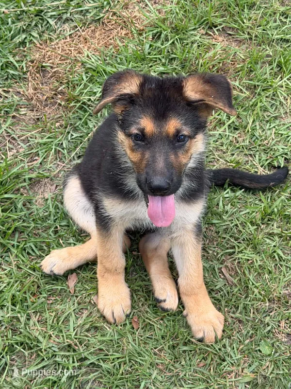Diesel – German Shepherd Dog puppy for sale in Waycross, GA
