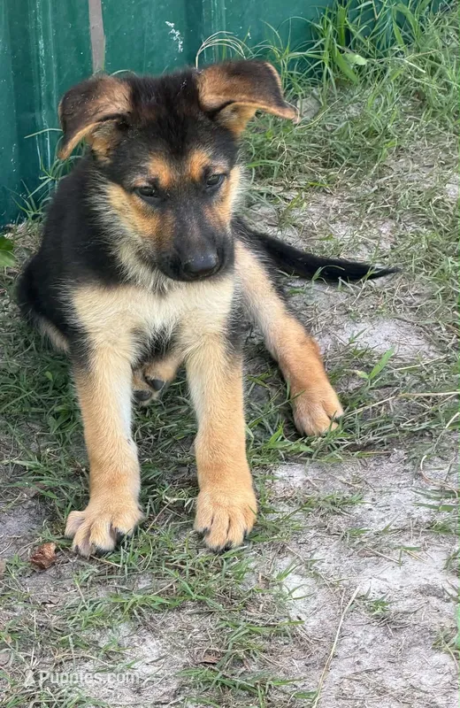 Roxy – German Shepherd Dog puppy for sale in Waycross, GA